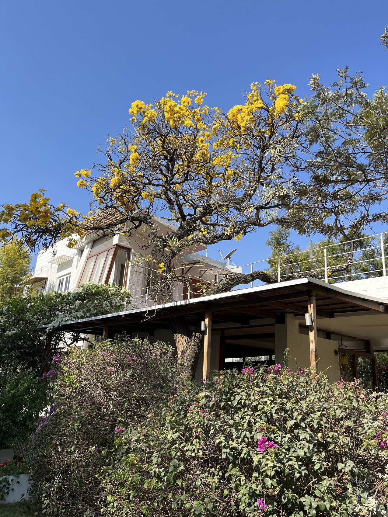 House framed by flowering tree and garden